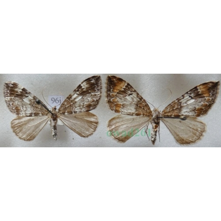 Dysstroma truncata (Hufnagel, 1767) pair Paśnik obcinek Czech96j